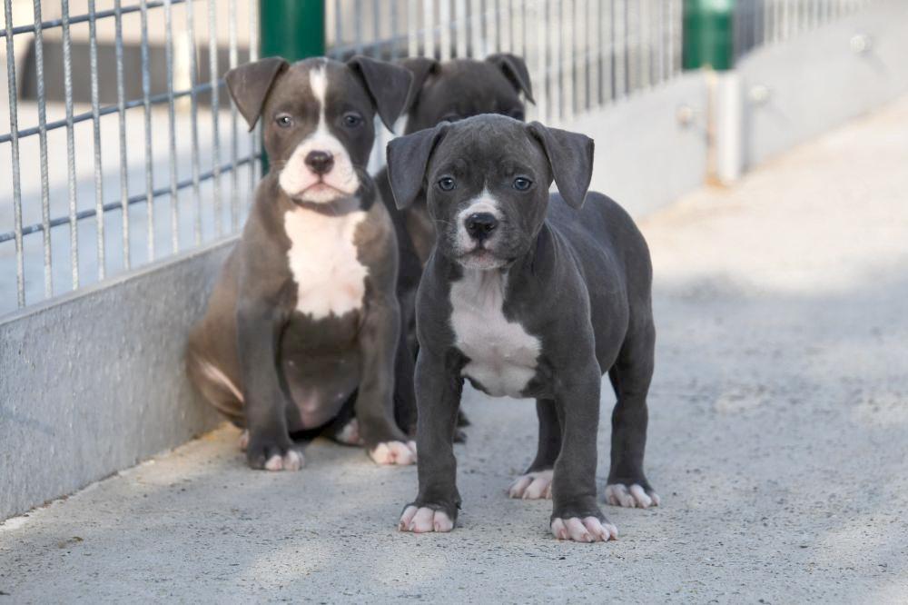 Chiots American Staffordshire Terrier A Vendre Stafford Americain