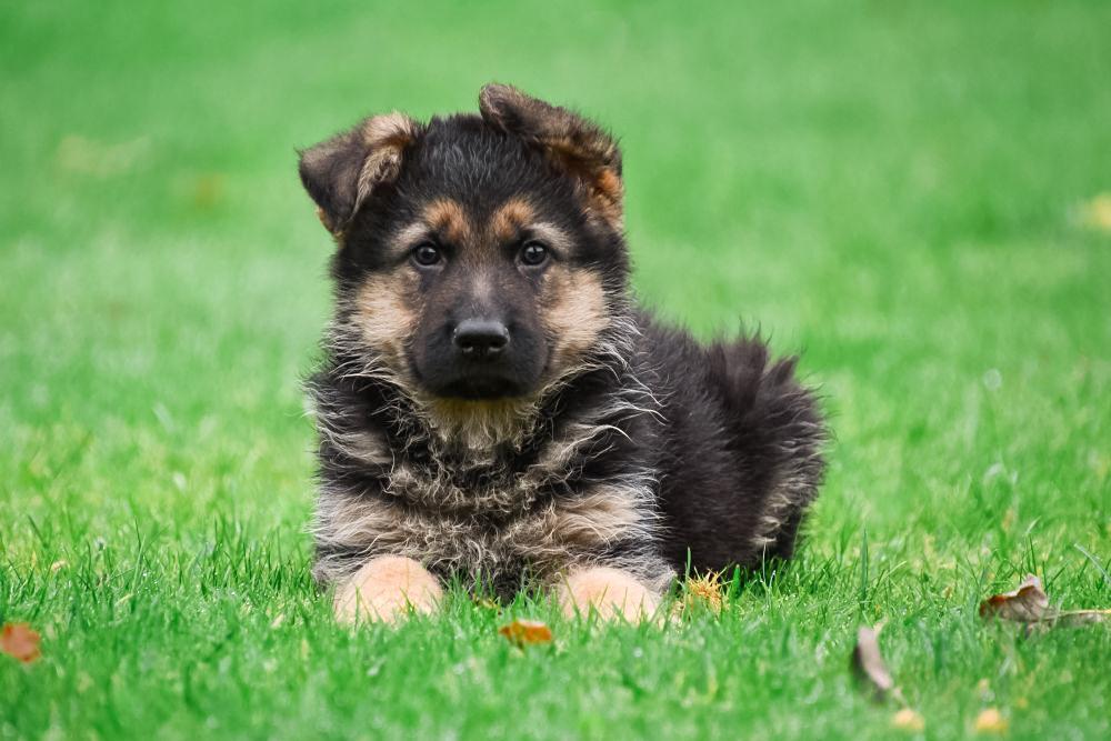 In de naam Gearceerd minstens Duitse Herder pups te koop, Duitse Herder pup kopen
