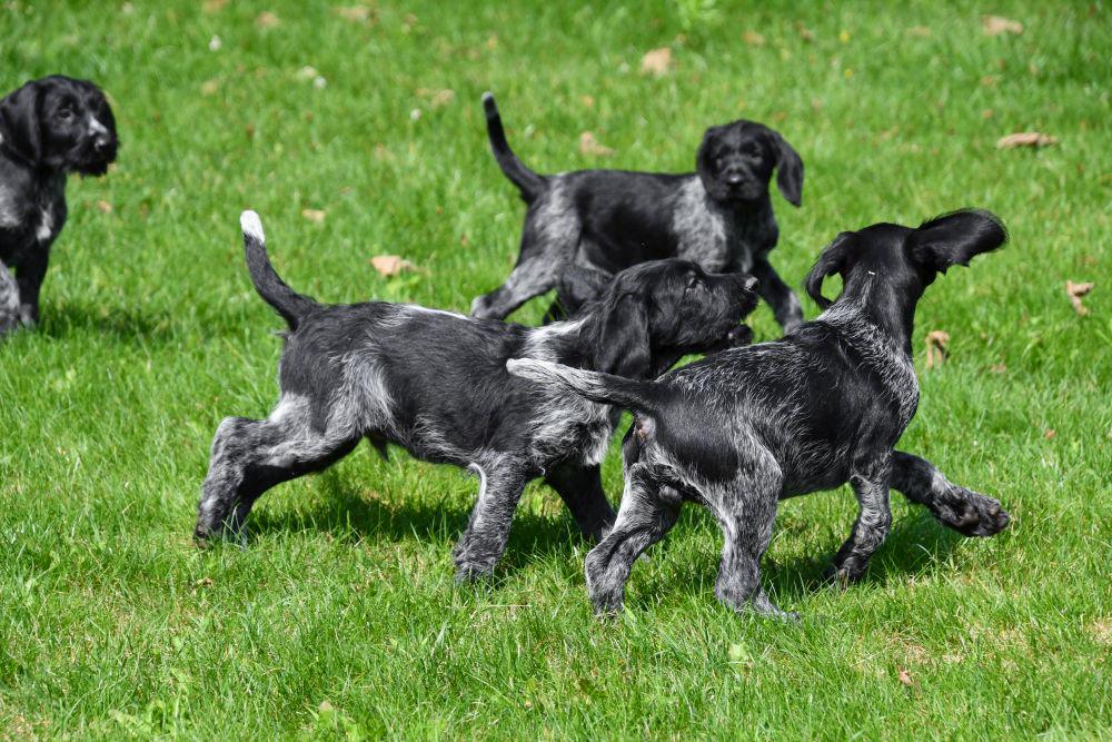 Menda City Veronderstelling Aanstellen Duitse Staande Hond pups te koop, Duitse Staande korthaar pups
