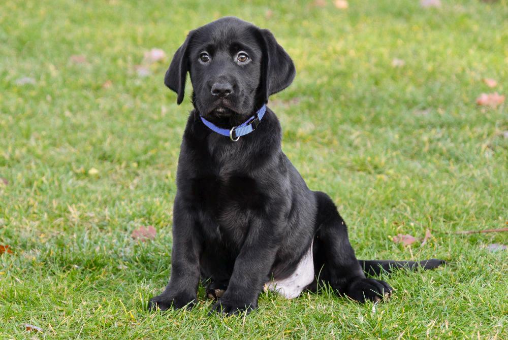 rouw Zij zijn Troosteloos Zwarte Labrador pups te koop, Zwarte Labrador pup kopen
