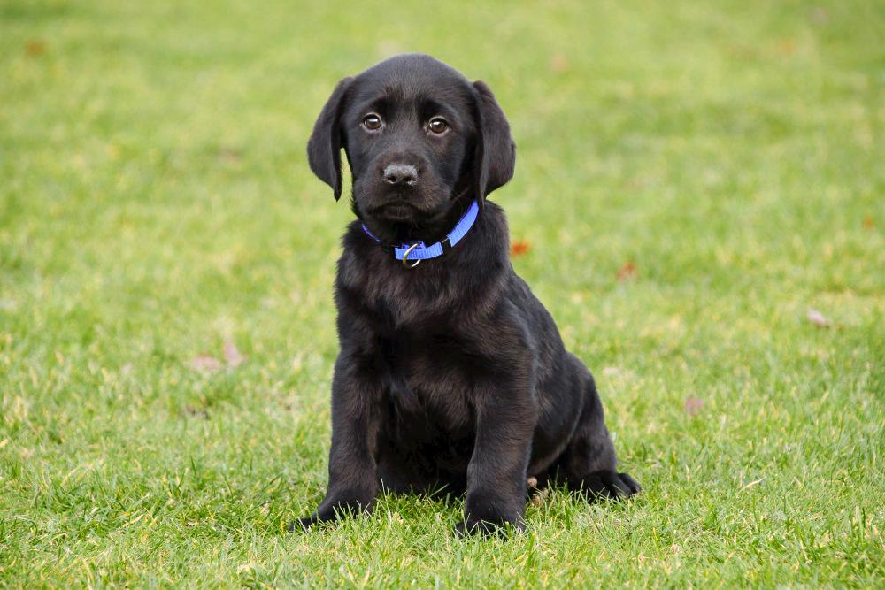 rouw Zij zijn Troosteloos Zwarte Labrador pups te koop, Zwarte Labrador pup kopen